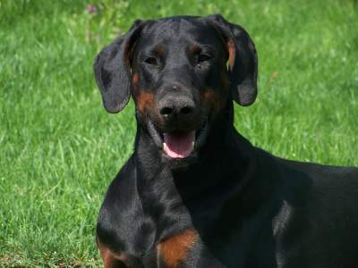 Anton